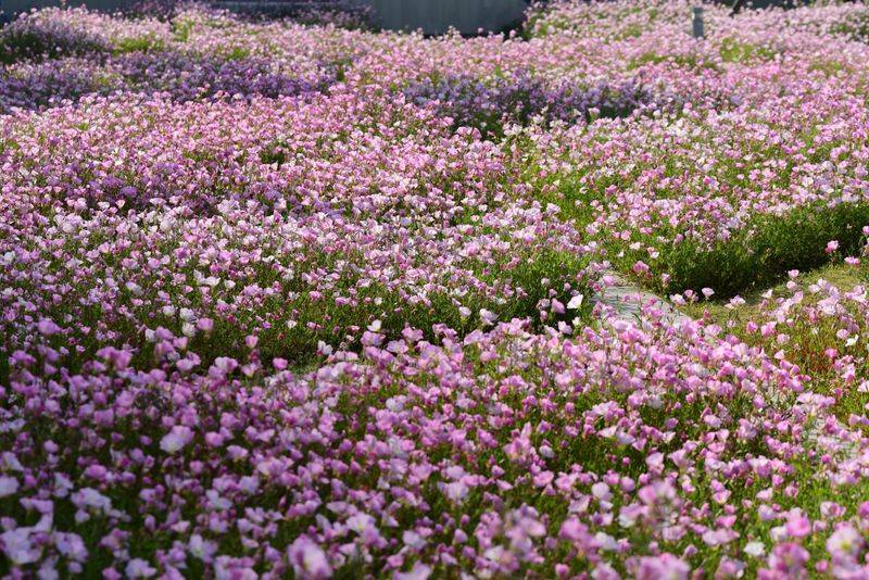 旱金莲种子种植方法