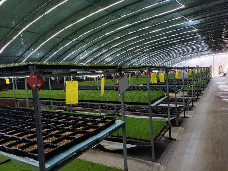 Vegetable methods