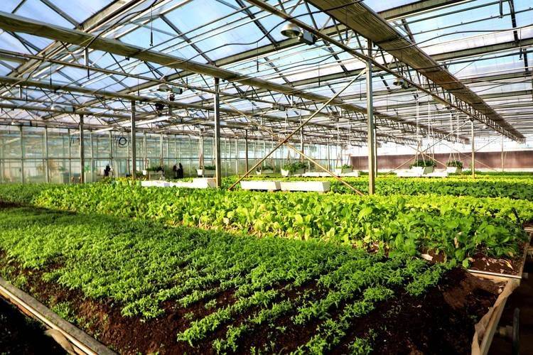 Vegetable methods