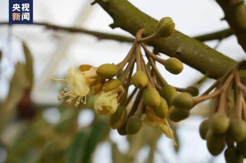 中国最具种植前景水果