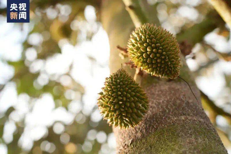 中国最具种植前景水果