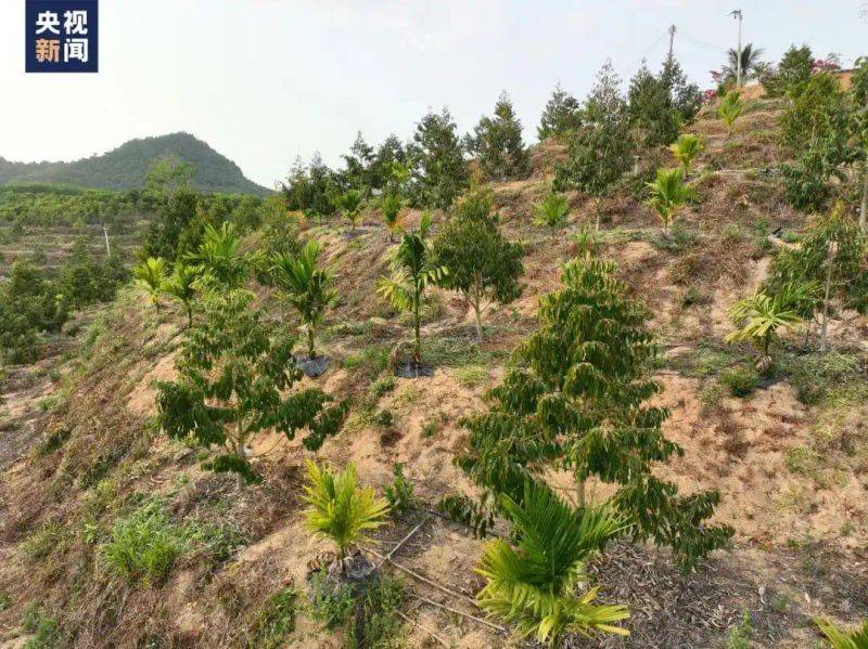 中国最具种植前景水果