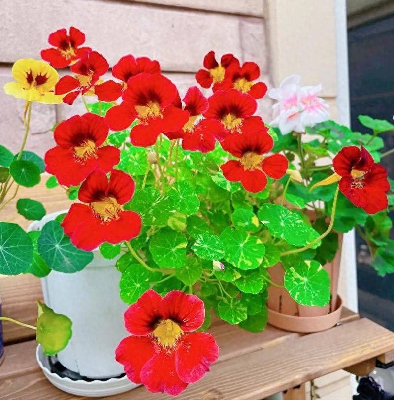 旱金莲种子种植方法