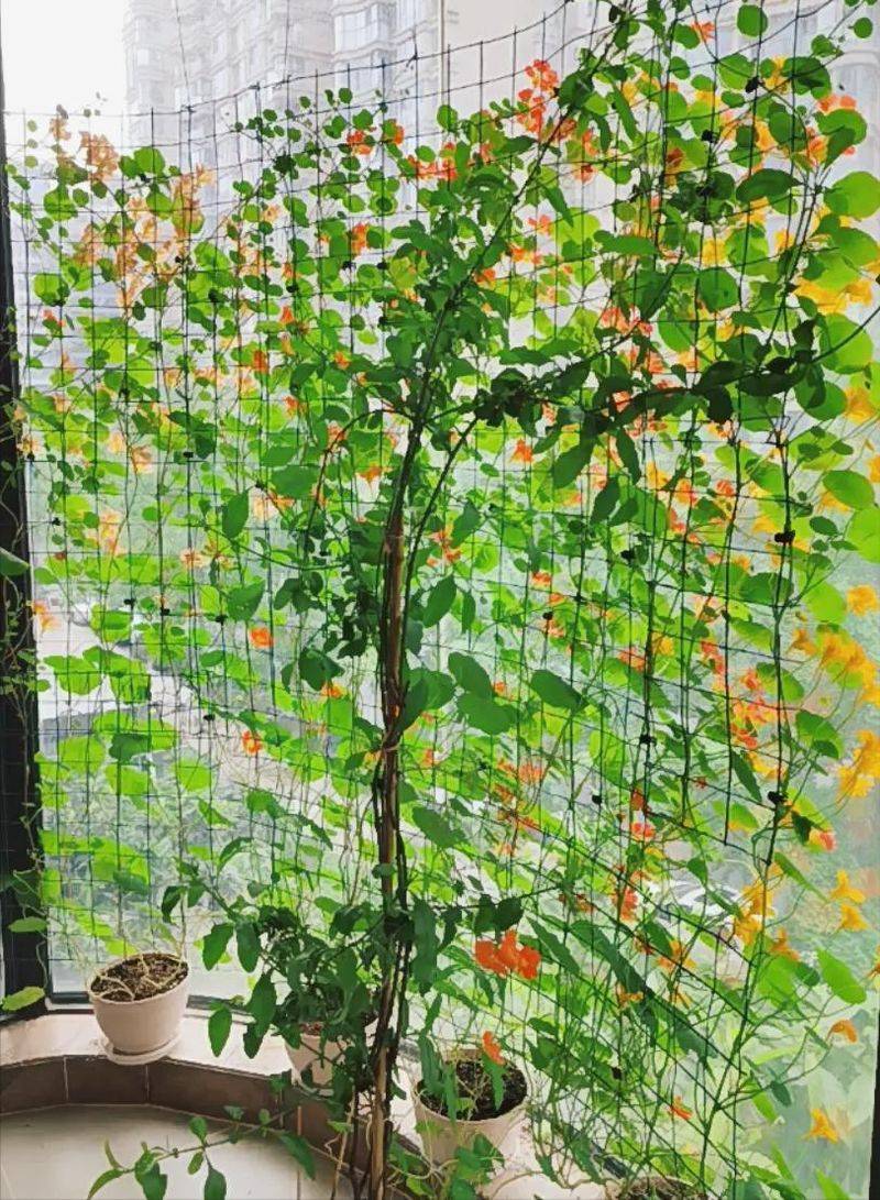 旱金莲种子种植方法