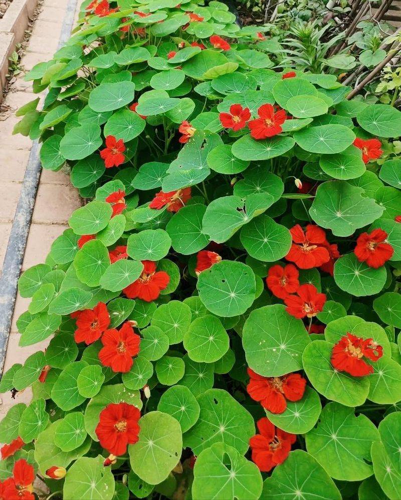 旱金莲种子种植方法