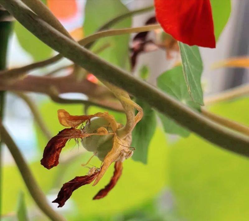 旱金莲种子种植方法