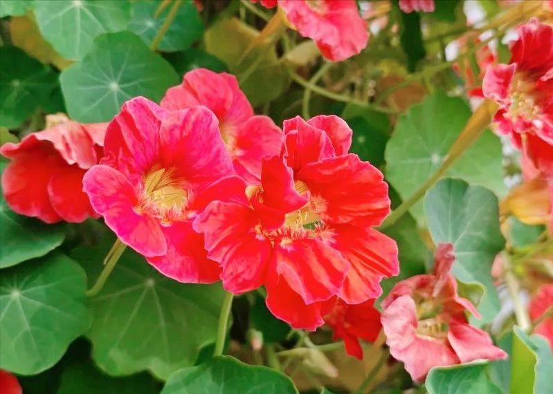 旱金莲种子种植方法