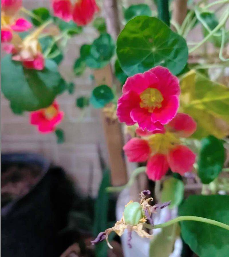 旱金莲种子种植方法