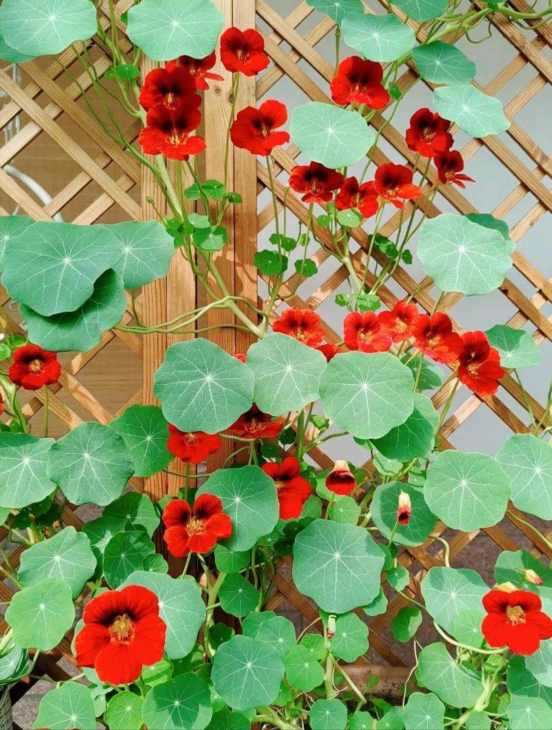 旱金莲种子种植方法