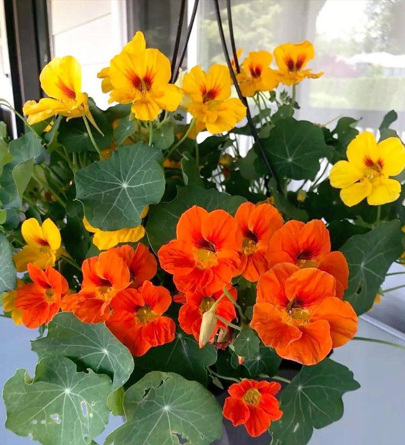 旱金莲种子种植方法