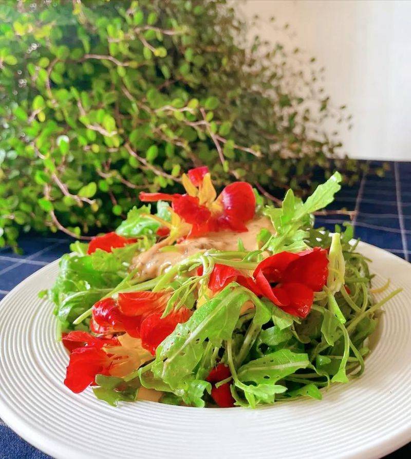 旱金莲种子种植方法