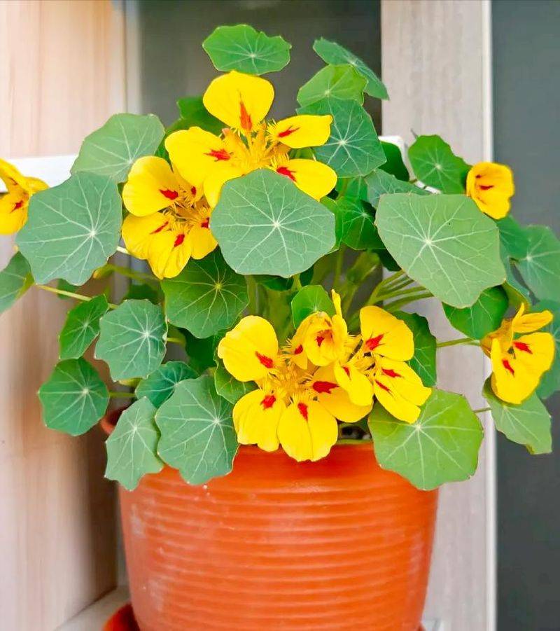 旱金莲种子种植方法