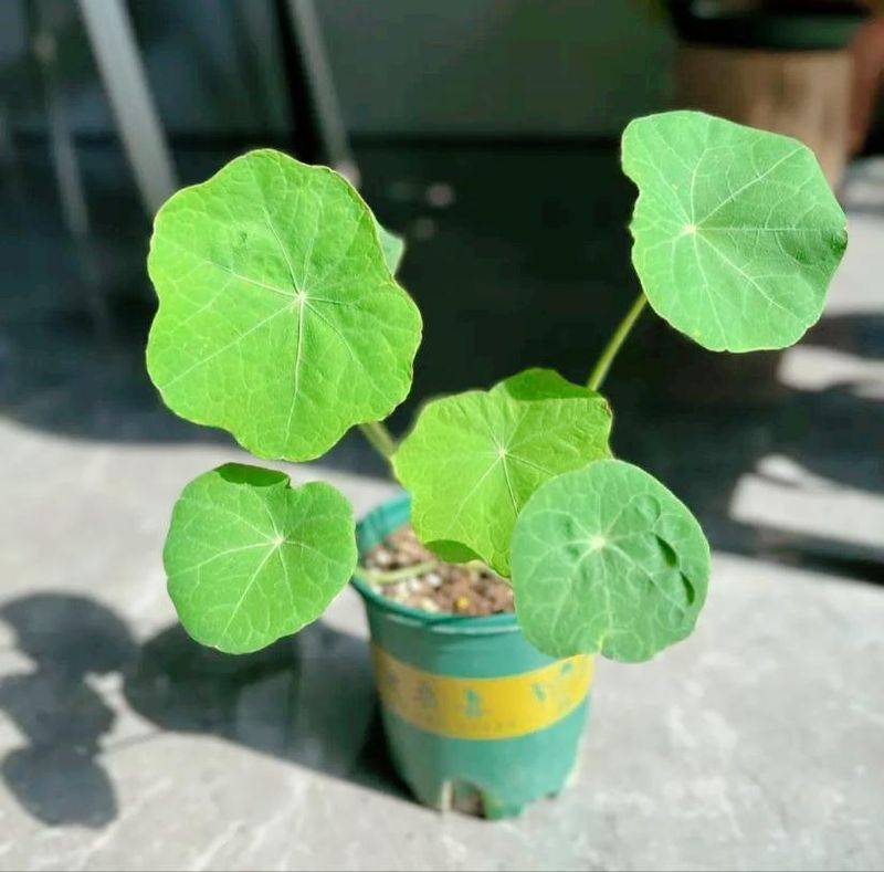 旱金莲种子种植方法