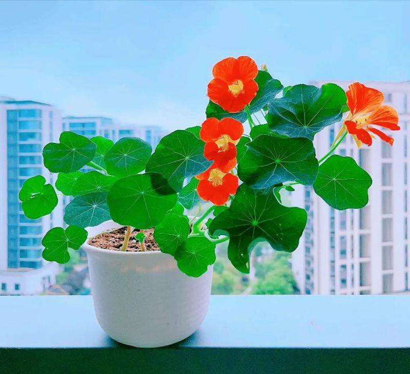 旱金莲种子种植方法