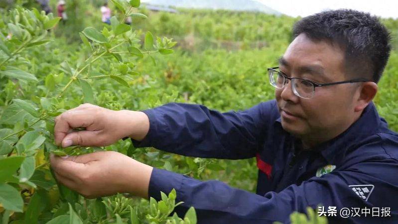 室内天麻的种植技术