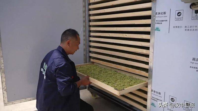 室内天麻的种植技术