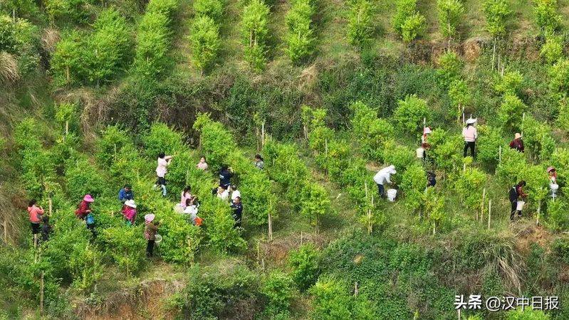 室内天麻的种植技术
