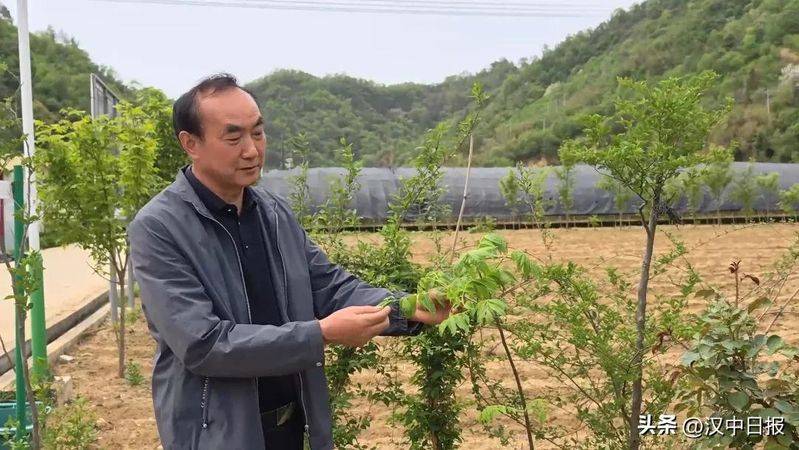 室内天麻的种植技术