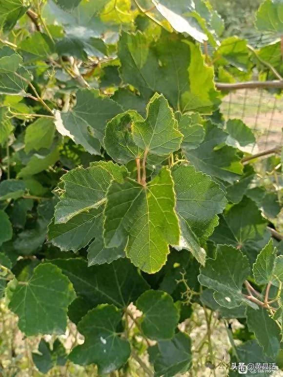 Wild grape cultivation techniques