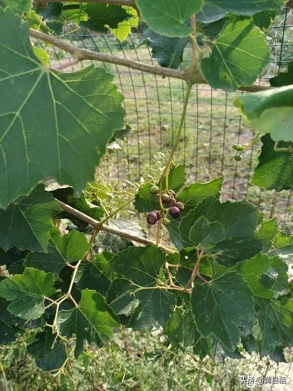 Wild grape cultivation techniques