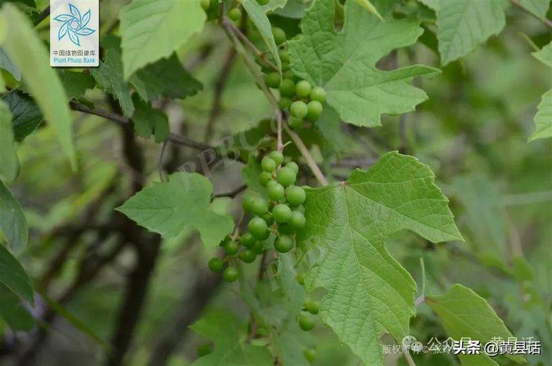 Wild grape cultivation techniques
