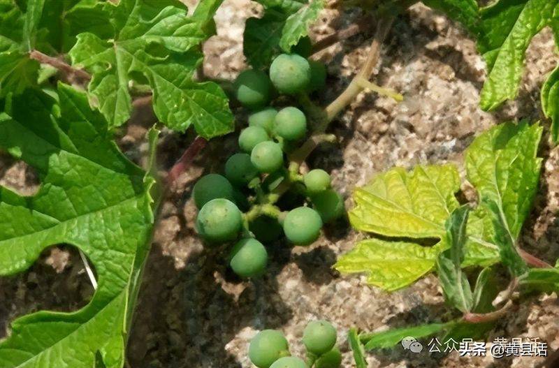 Wild grape cultivation techniques