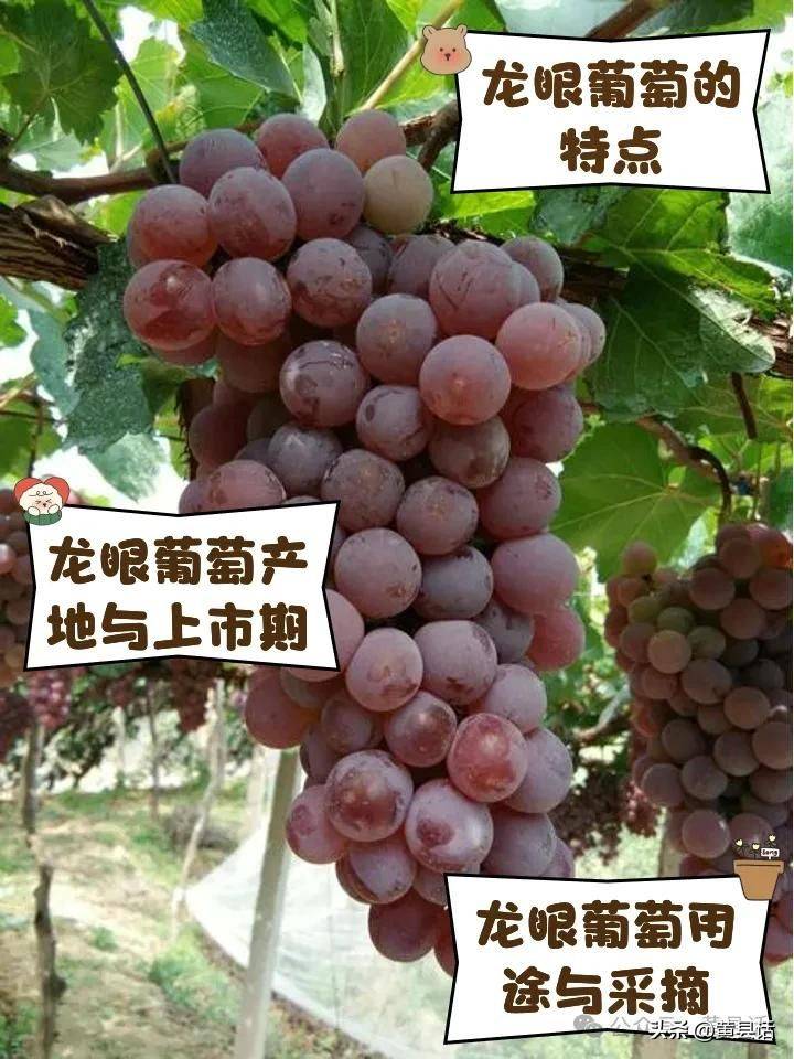 Wild grape cultivation techniques
