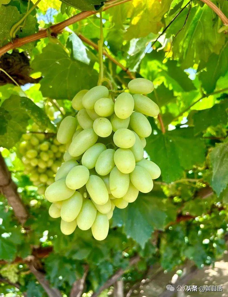 Wild grape cultivation techniques