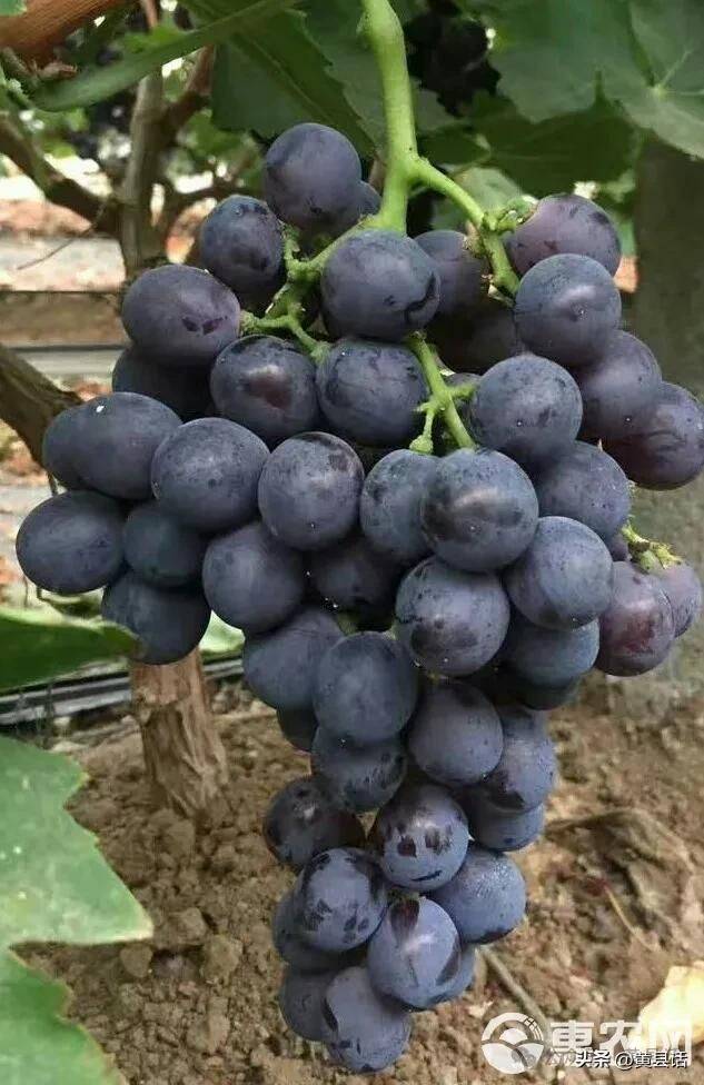 Wild grape cultivation techniques