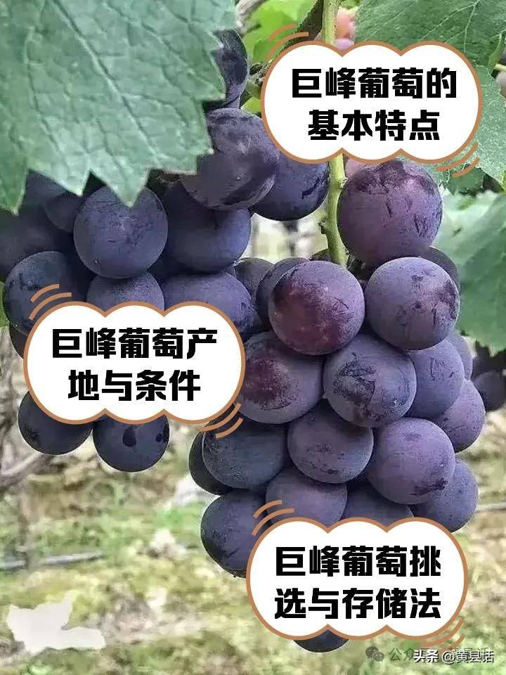 Wild grape cultivation techniques