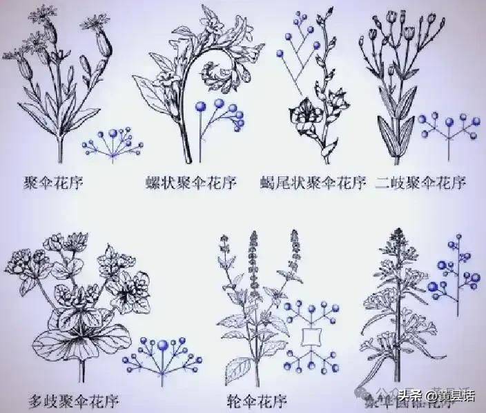 Wild grape cultivation techniques