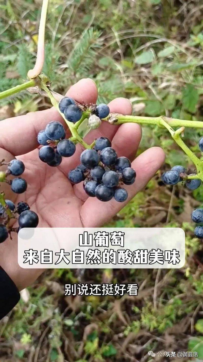 Wild grape cultivation techniques