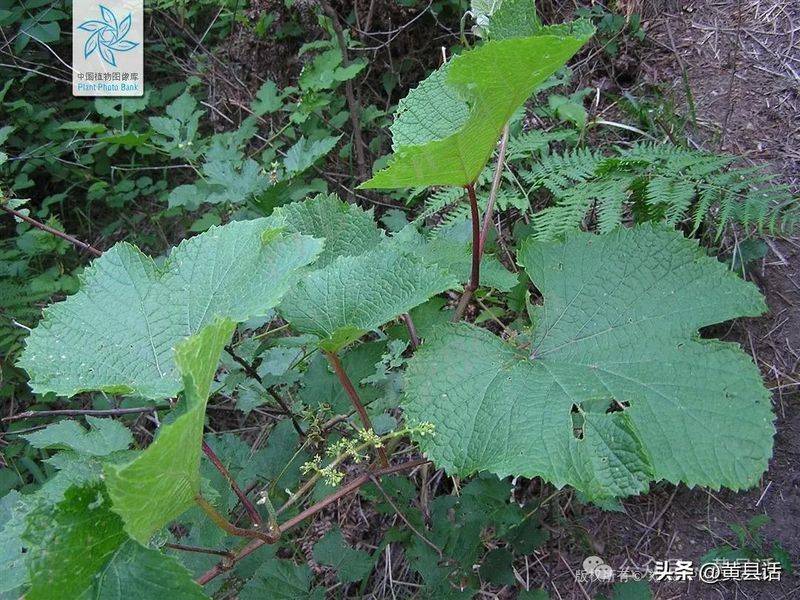 Wild grape cultivation techniques
