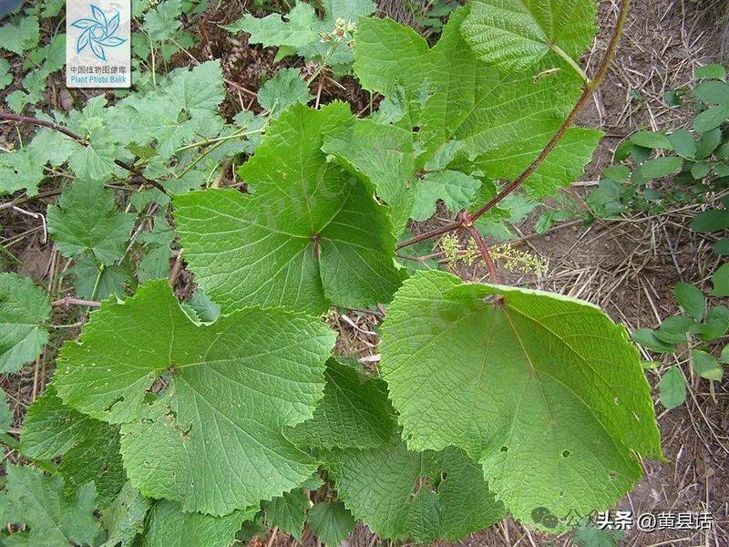 Wild grape cultivation techniques