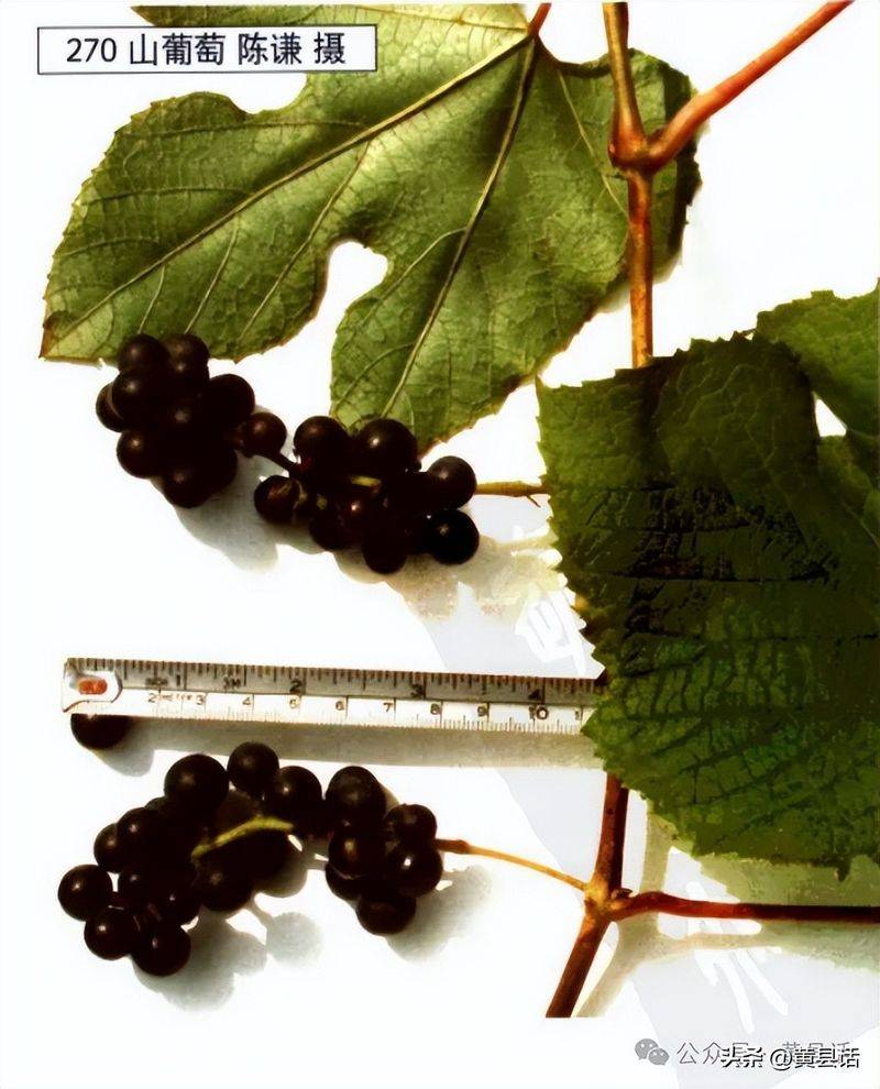 Wild grape cultivation techniques