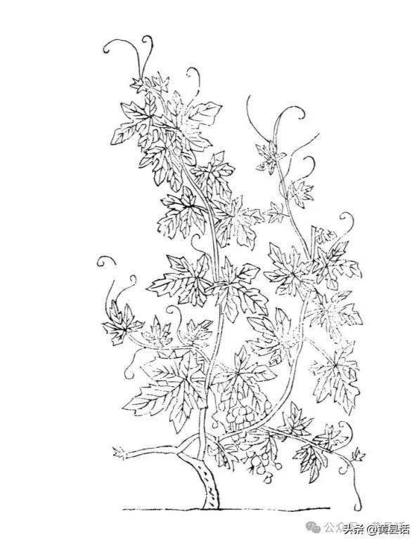 Wild grape cultivation techniques