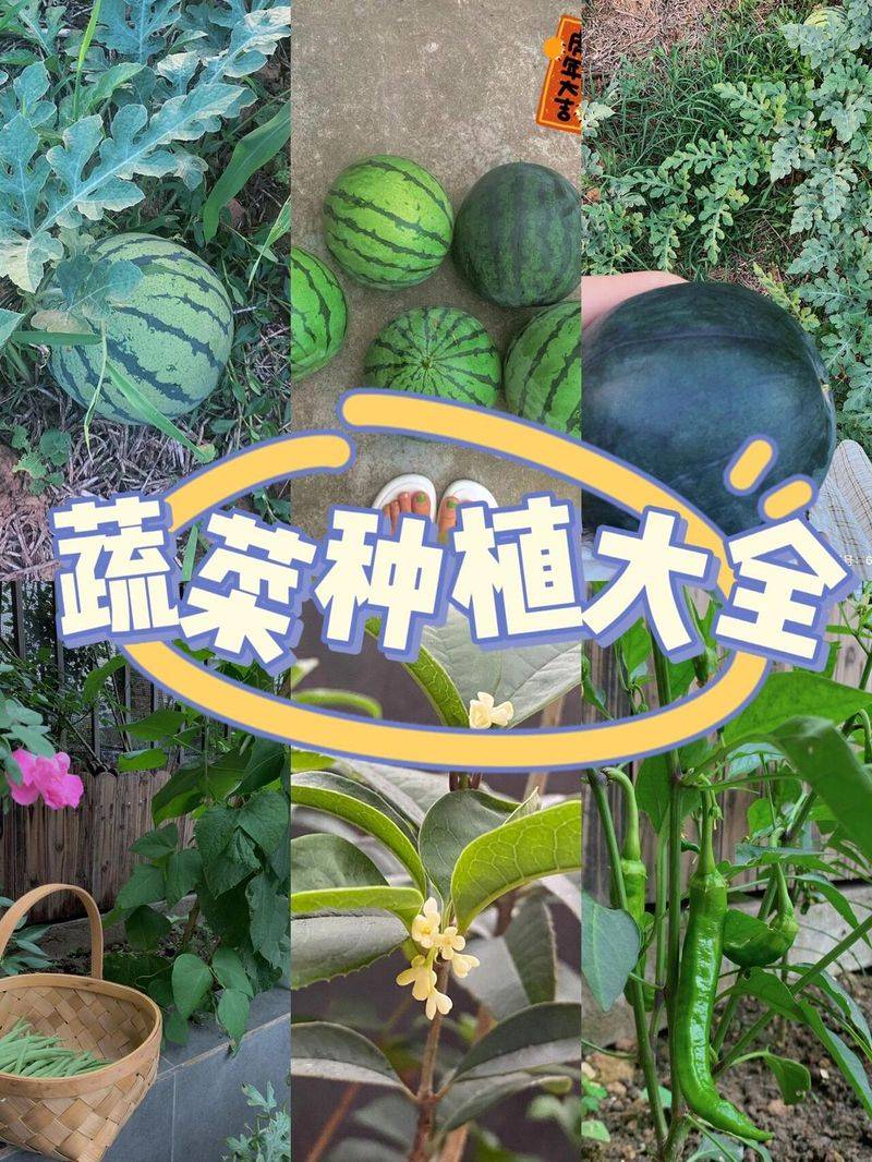 Vegetable methods