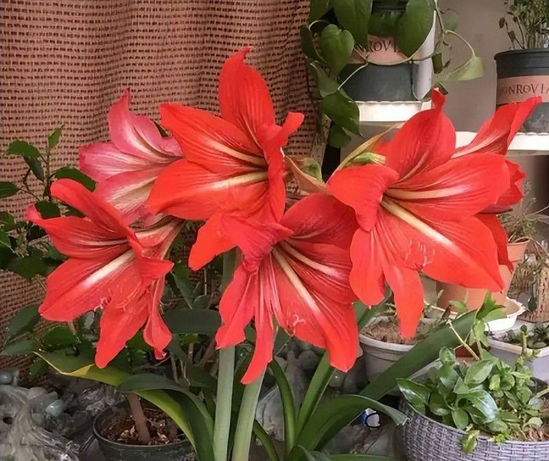 旱金莲种子种植方法