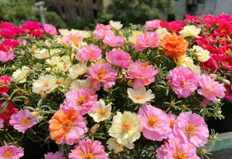 旱金莲种子种植方法