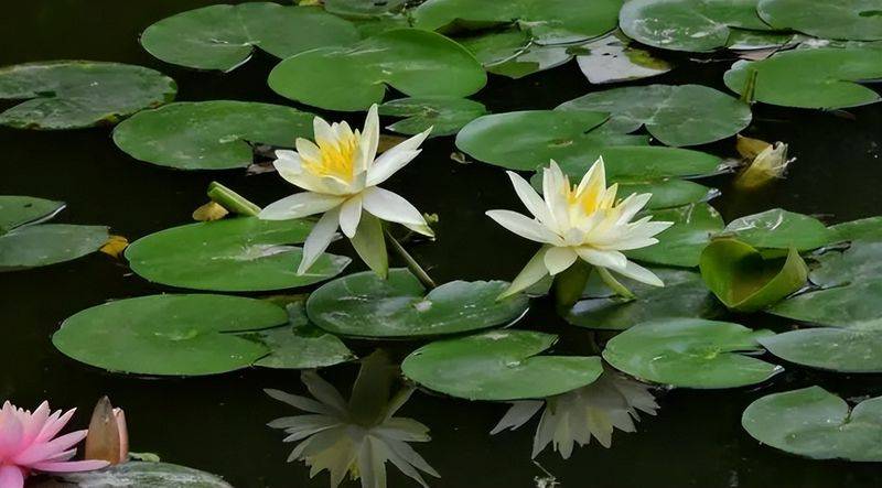 旱金莲种子种植方法