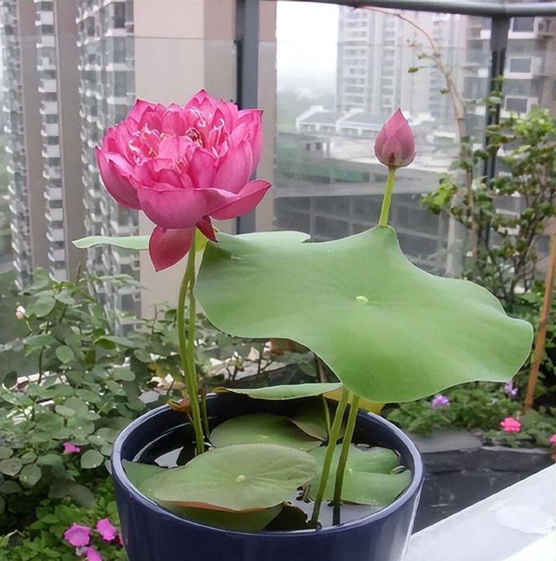 旱金莲种子种植方法