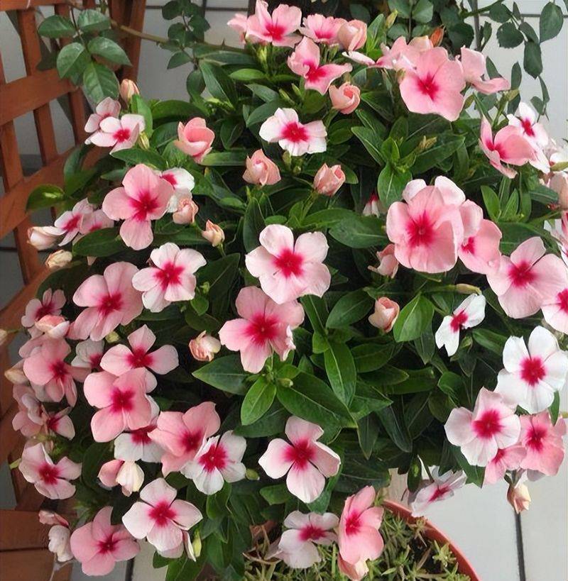 旱金莲种子种植方法