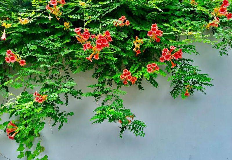 旱金莲种子种植方法