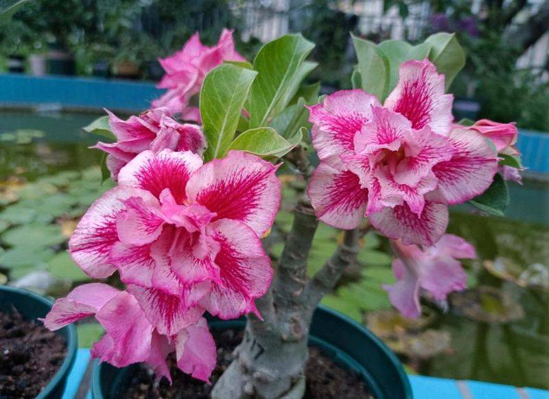 旱金莲种子种植方法