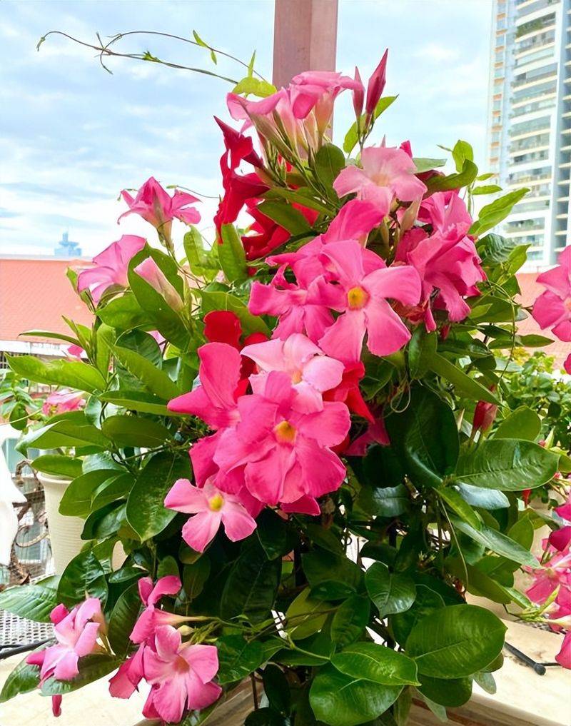 旱金莲种子种植方法