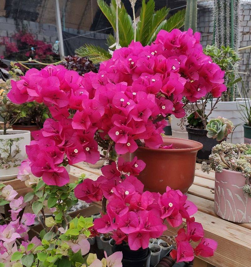 旱金莲种子种植方法