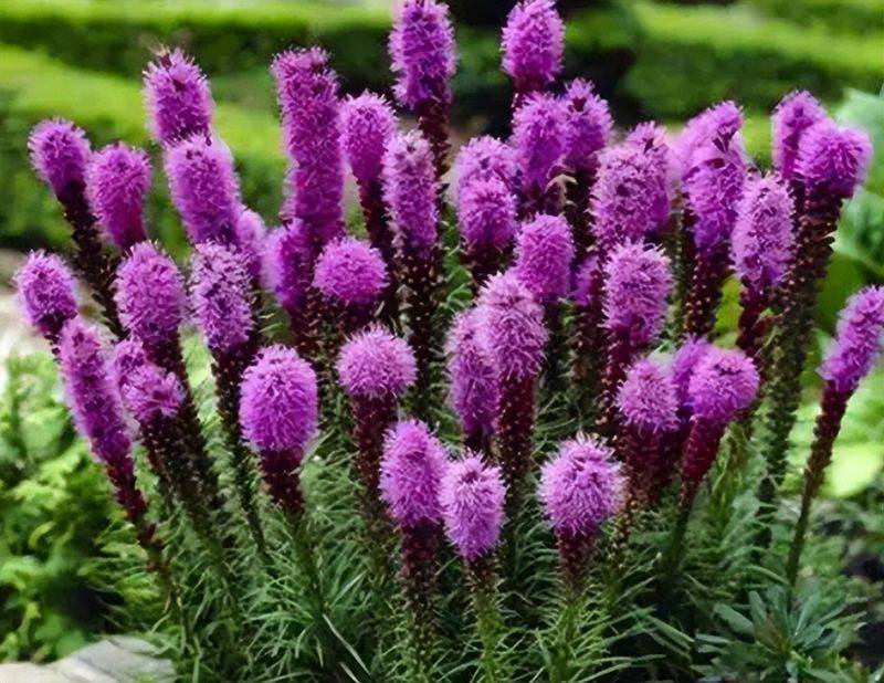 旱金莲种子种植方法