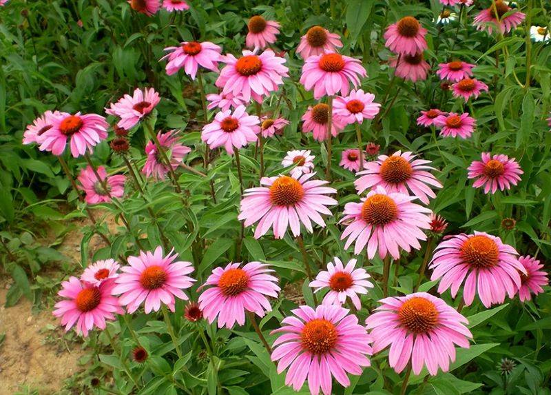 旱金莲种子种植方法