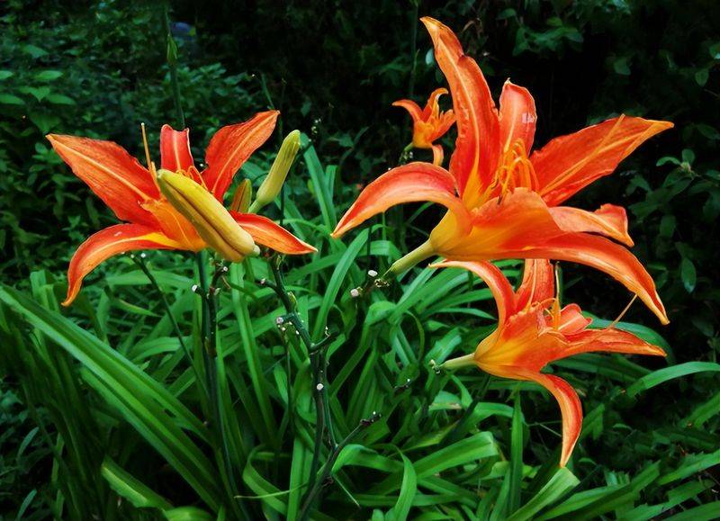 旱金莲种子种植方法