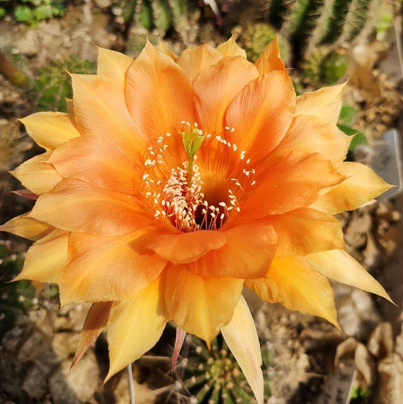 旱金莲种子种植方法